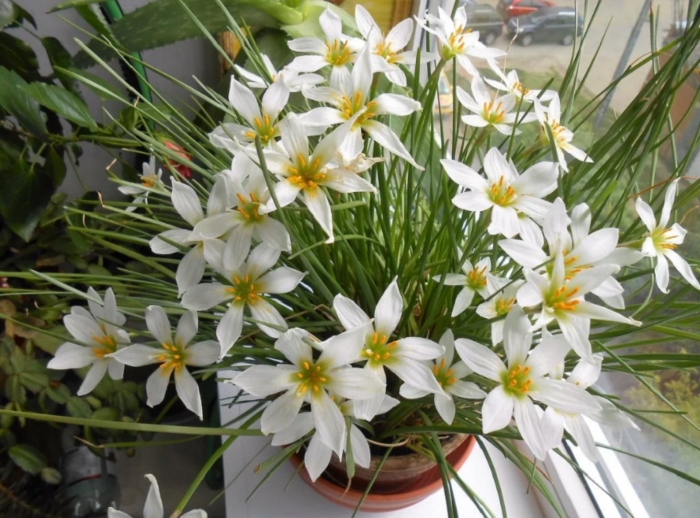 Зефирантес выскочка