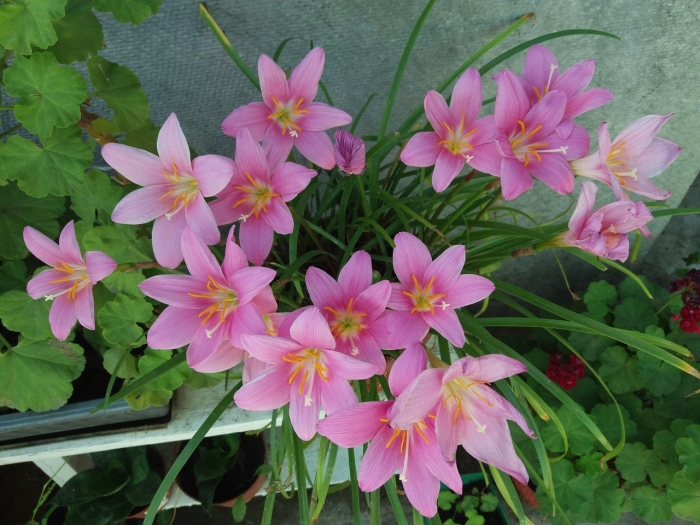 Зефирантес выскочка