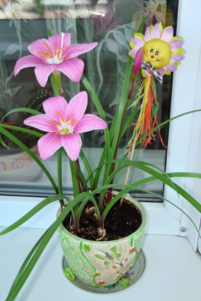 Зефирантес выскочка