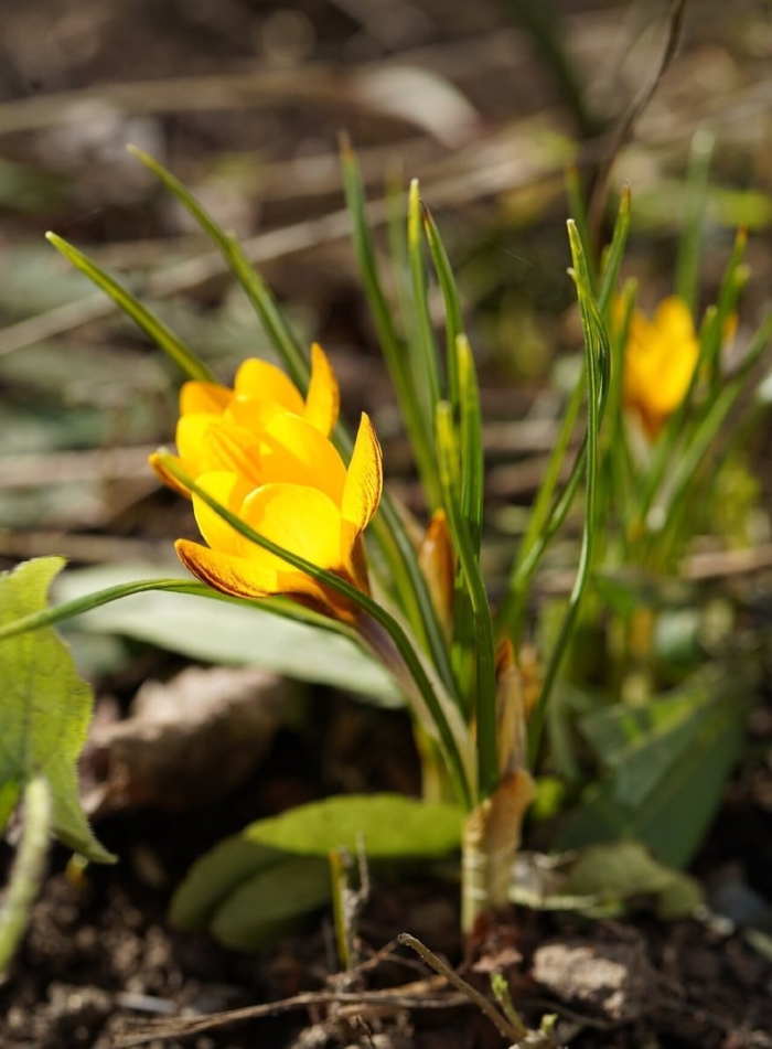 Крокус шафран весенний