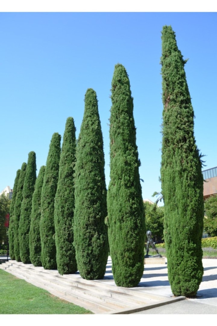 Кипарис вечнозеленый колоновидный