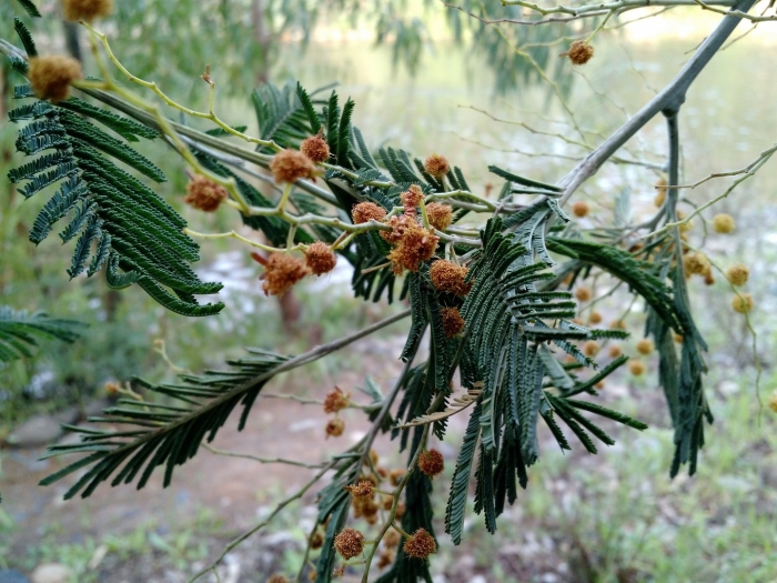 Хвойные абхазии
