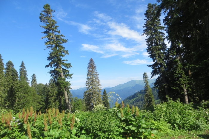 Мамзышха абхазия