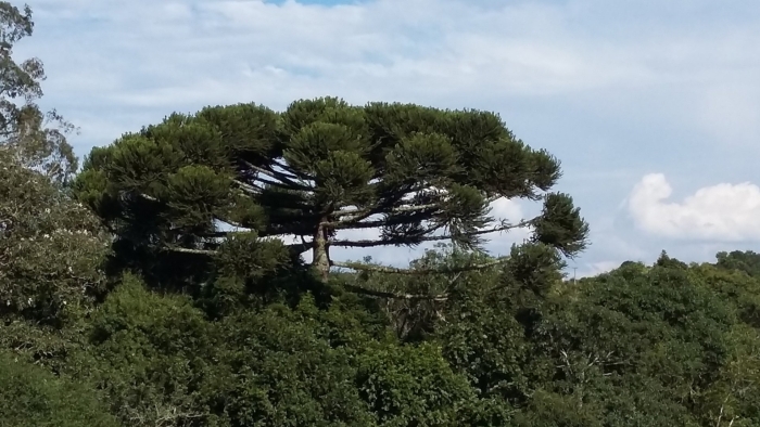 Дерево араукария чилийская