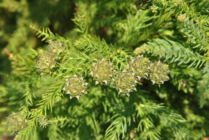 Криптомерия японская элеганс