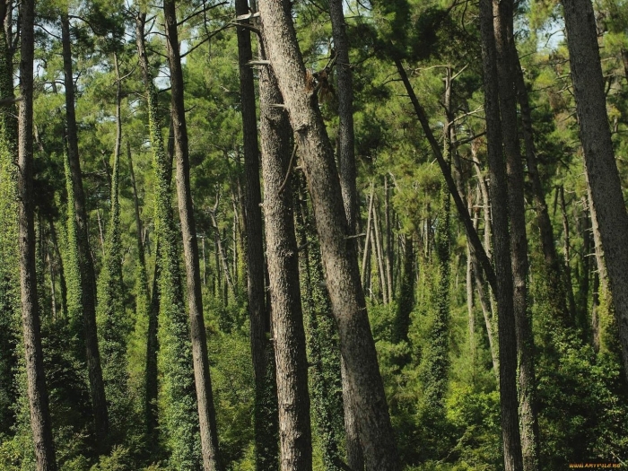 Роща реликтовой сосны пицунда