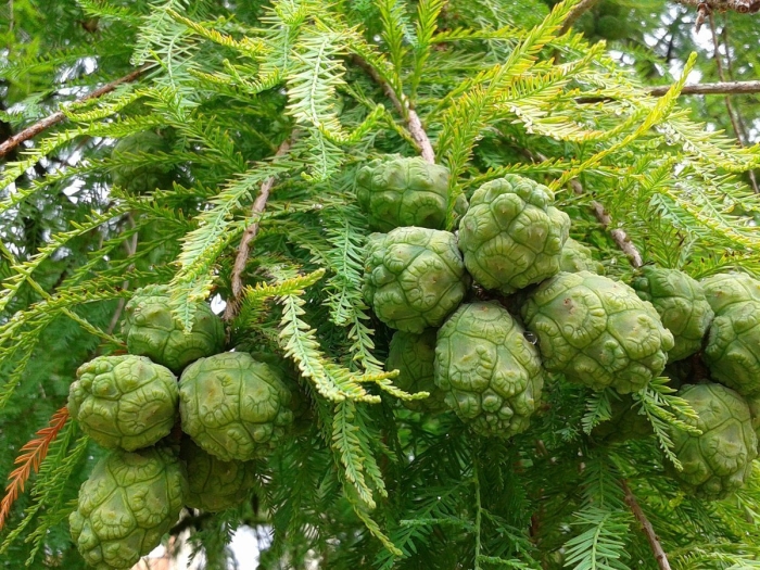 Шишки лиственницы