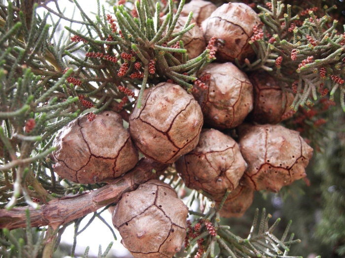 Cupressus macrocarpa