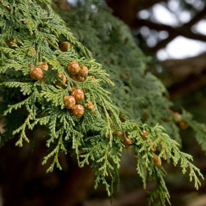 Кипарис вечнозеленый хвоя