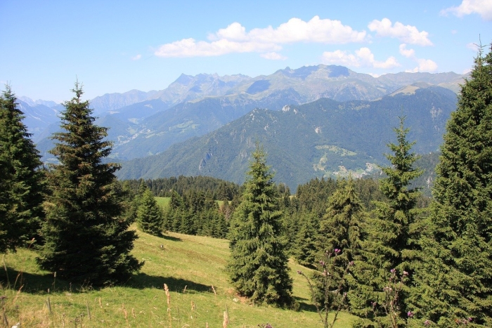 Хвойные абхазии