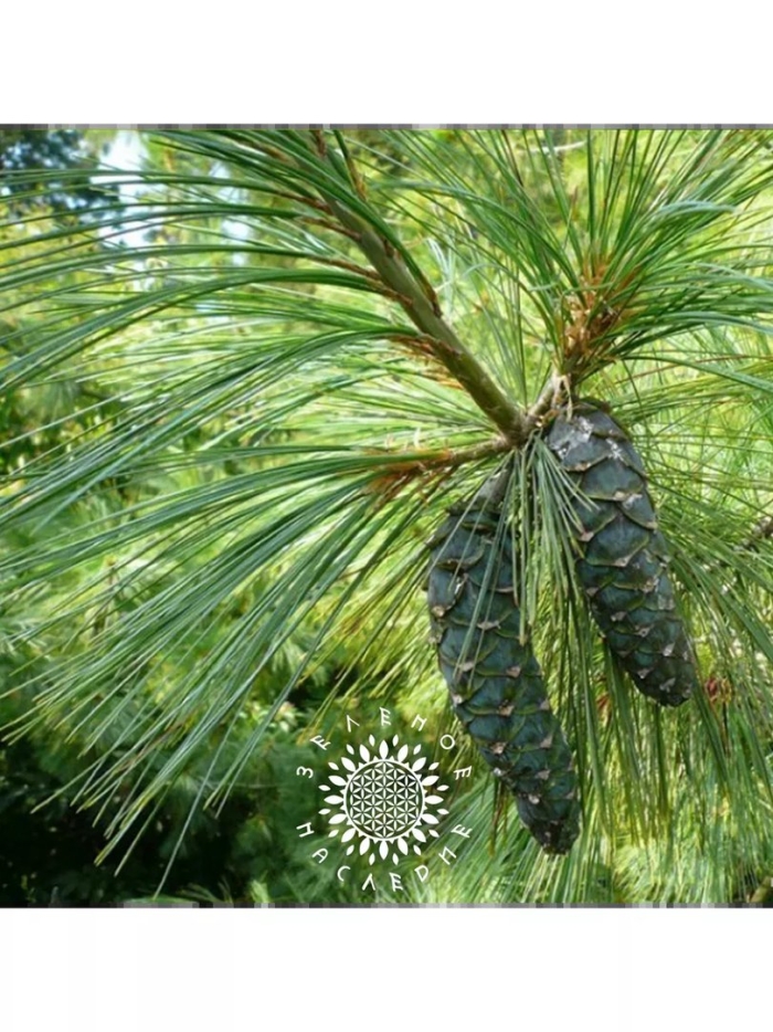 Сосна гималайская wallichiana