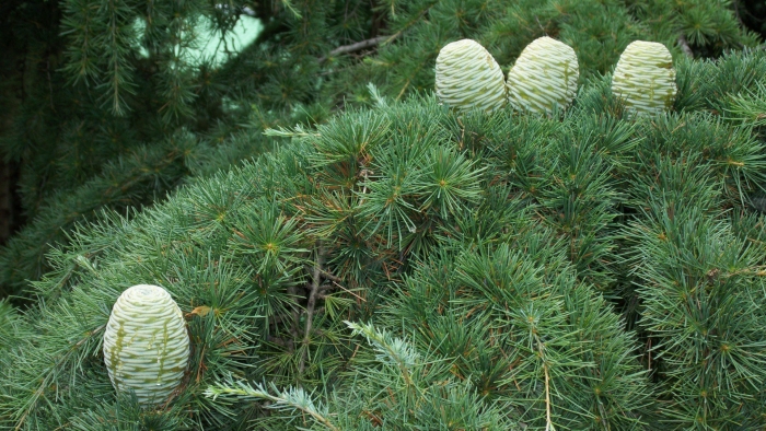 Пихта ливанский кедр