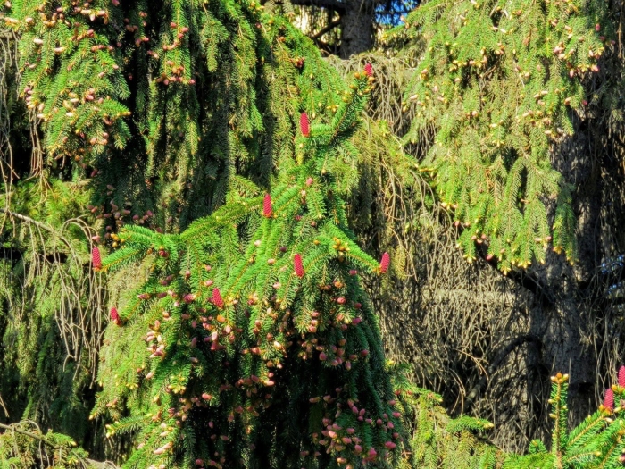 Ель обыкновенная акрокона