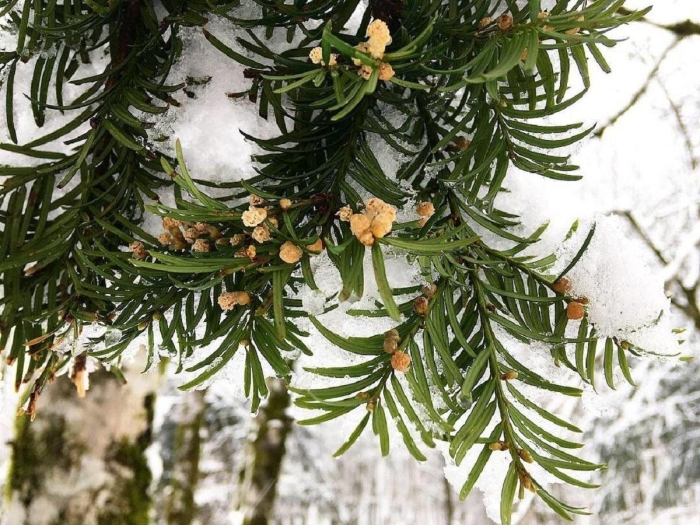 Тис ягодный taxus baccata