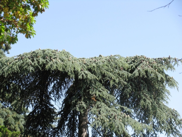 Кедр ливанский никитский ботанический сад