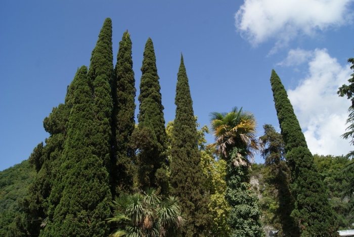 Кипарис абхазия