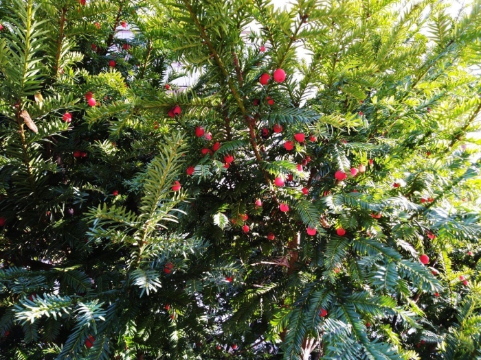 Тисс taxus baccata