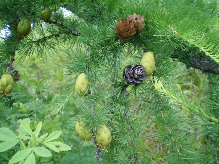 Лиственница сибирская larix sibirica