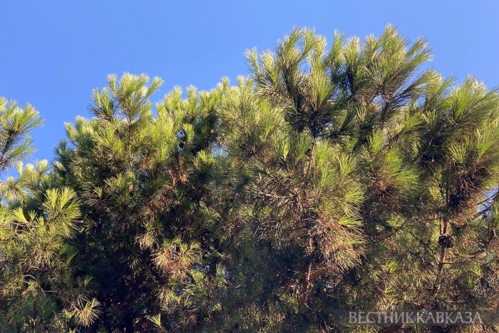 Сосна пицундская сочи