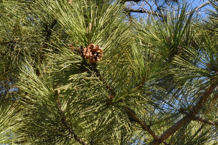 Сосна турецкая калабрийская
