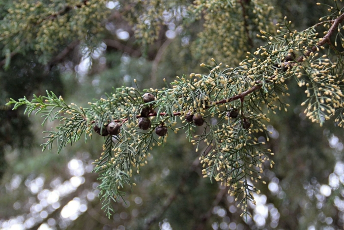 Можжевельник floreant