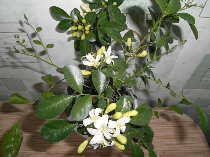 Фикус мурайя