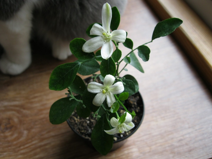 Мурайя комнатное растение