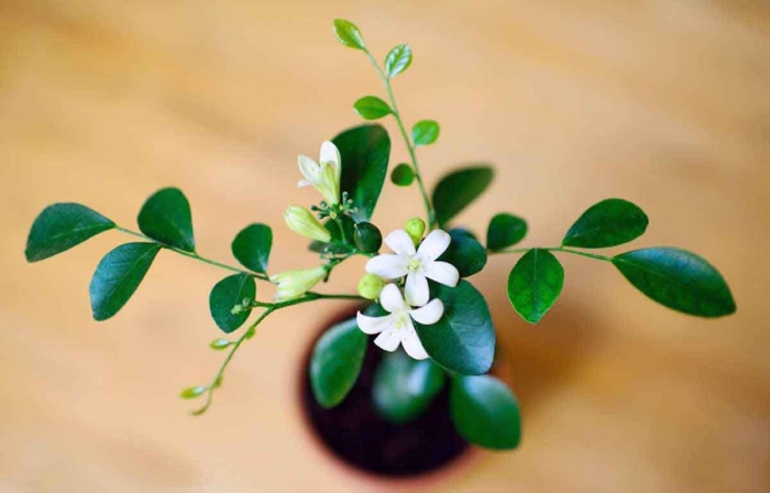 Мурайя комнатное растение