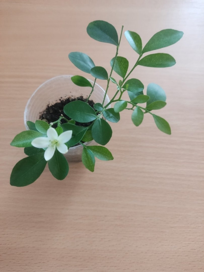 Мурайя комнатное растение