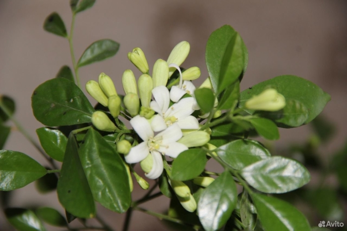 Мурайя цветок