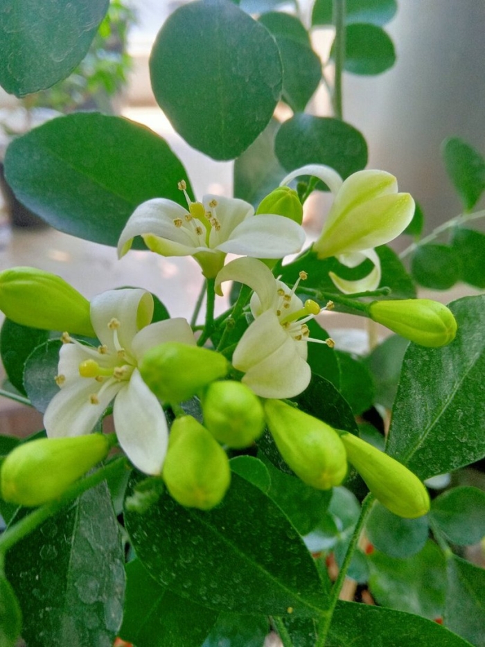 Мурайя комнатное растение