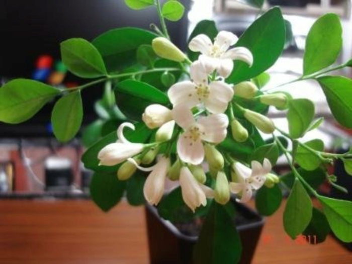 Мурайя метельчатая