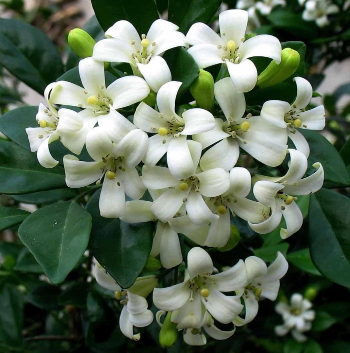 Мурайя жасмин