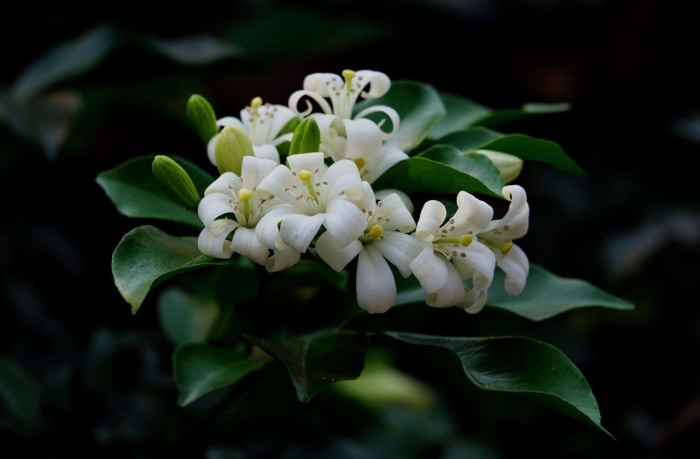 Мурайя жасмин