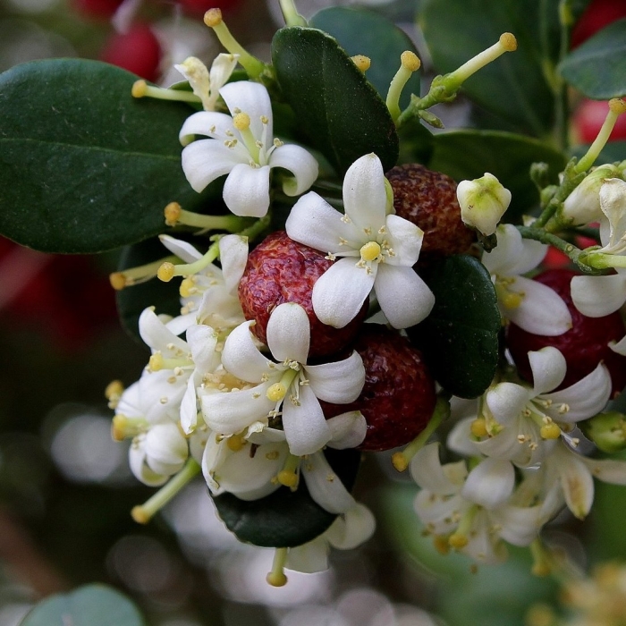 Муррайя метельчатая