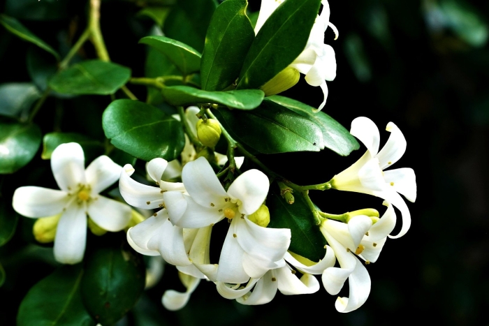 Мурая цветок мурайя