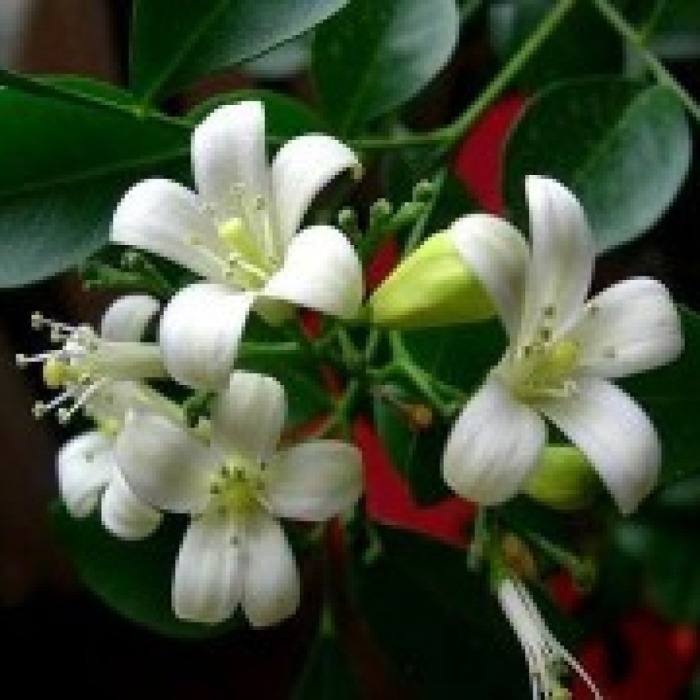 Мурайя жасмин