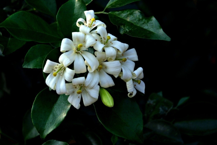 Murraya paniculata
