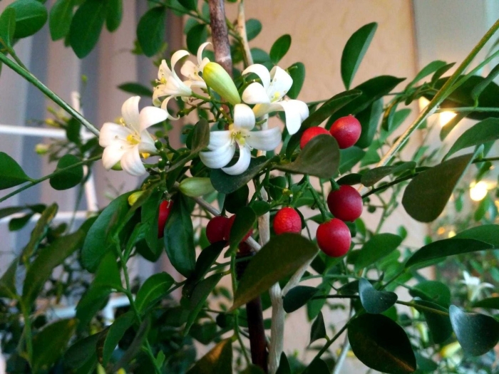 Мурайя метельчатая