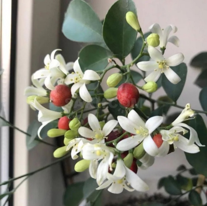 Мурайя японская