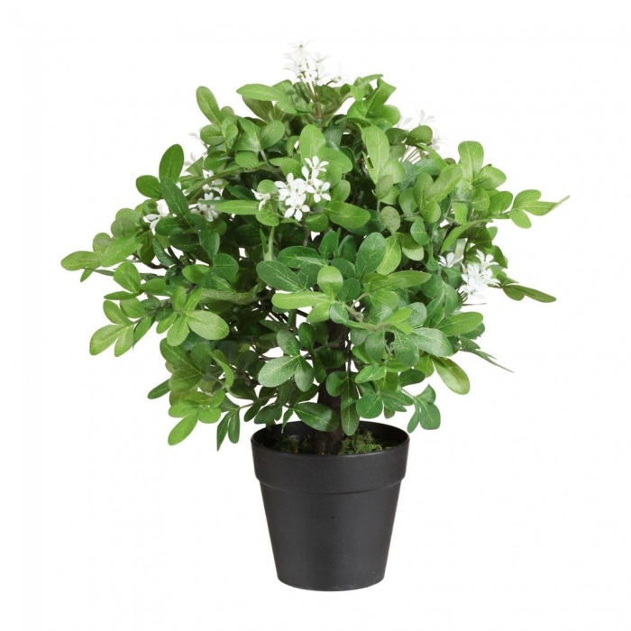 Муррайя метельчатая