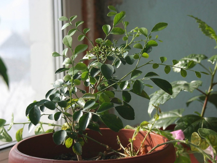 Мурайя метельчатая росток