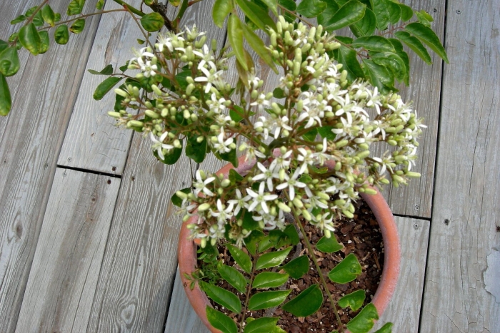 Мурайя кёнига