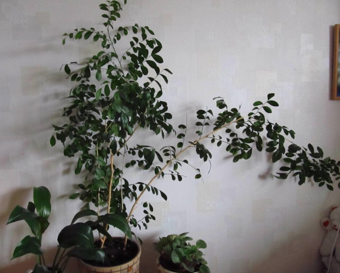 Муррайя метельчатая