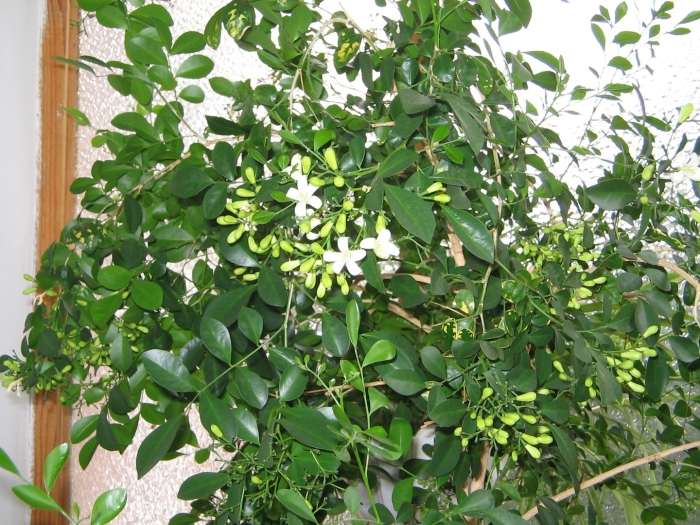 Растение мурайя