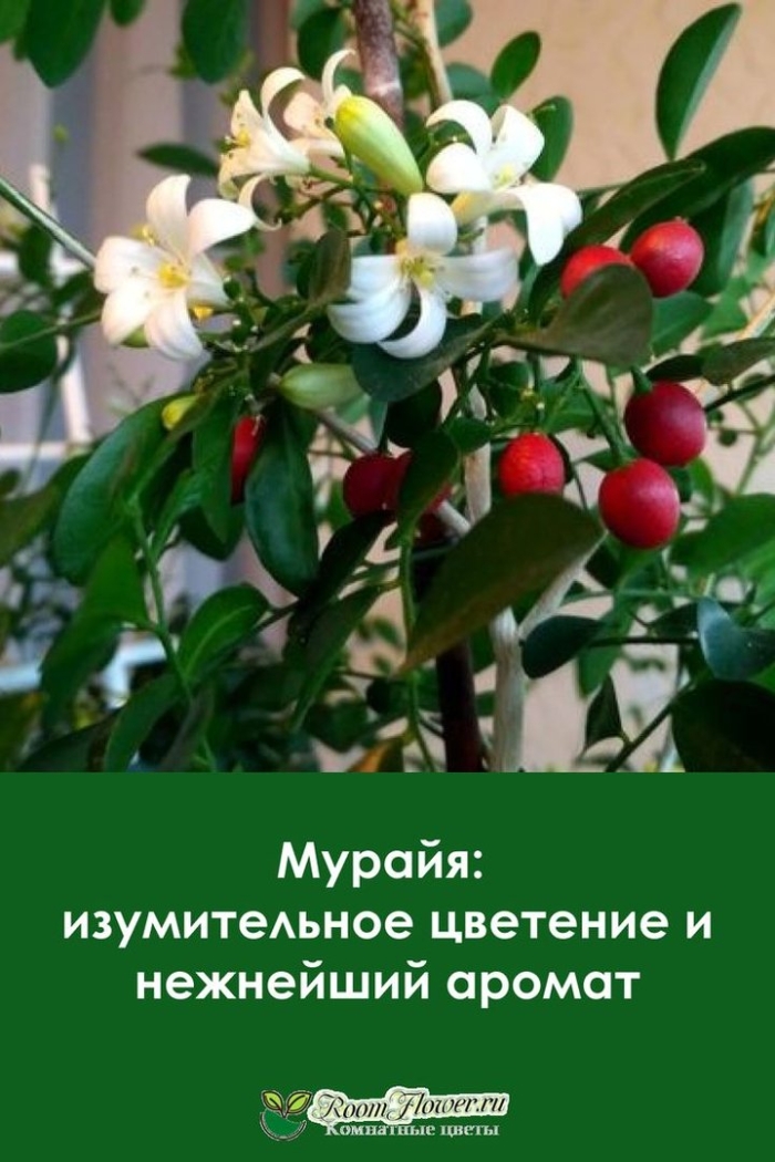 Мурайя комнатное растение