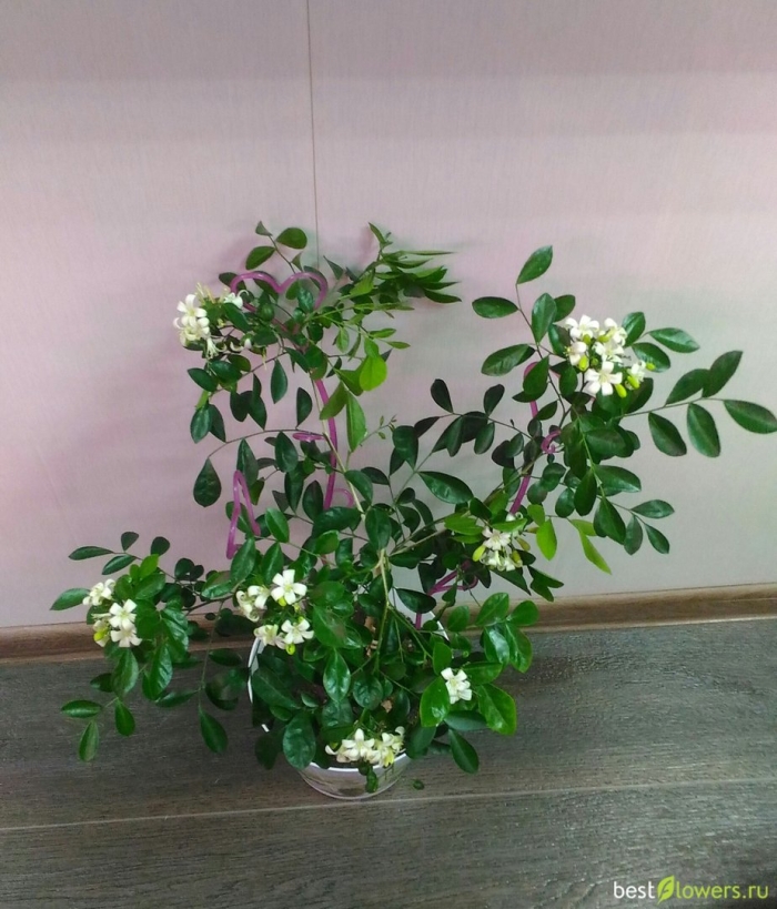 Муррайя метельчатая