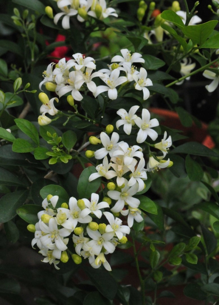 Murraya paniculata