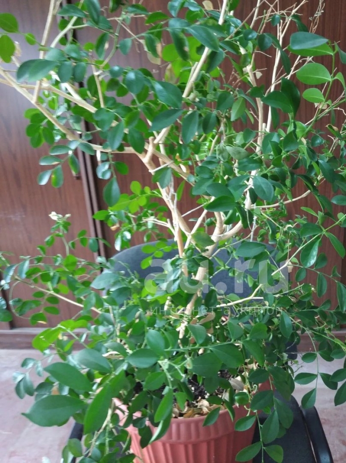 Комнатное растение