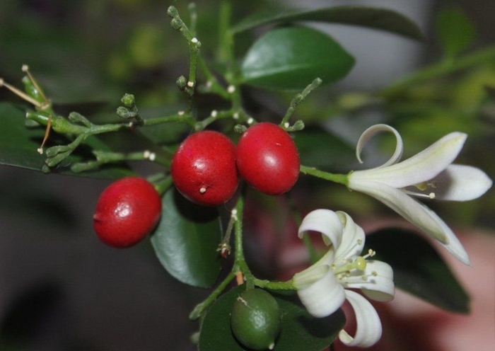 Мурайя комнатное растение